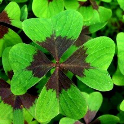 今晚2码出特截图