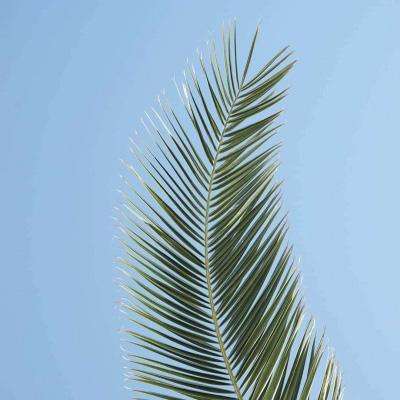 足球滚球的正规平台appapp下载